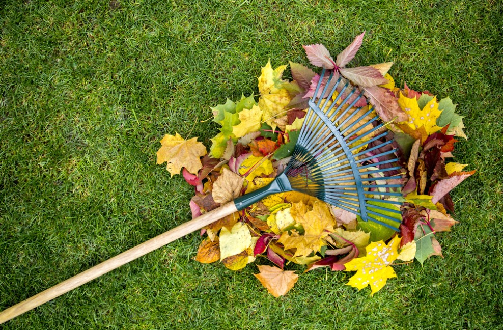 Rake on foliage